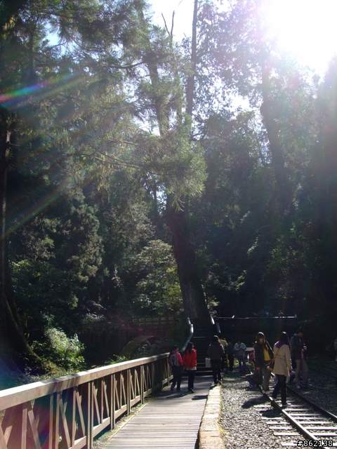 【11/19~21】一豎全制霸~從阿里山到太平山(圖爆多)