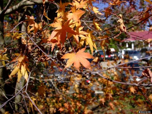 【11/19~21】一豎全制霸~從阿里山到太平山(圖爆多)