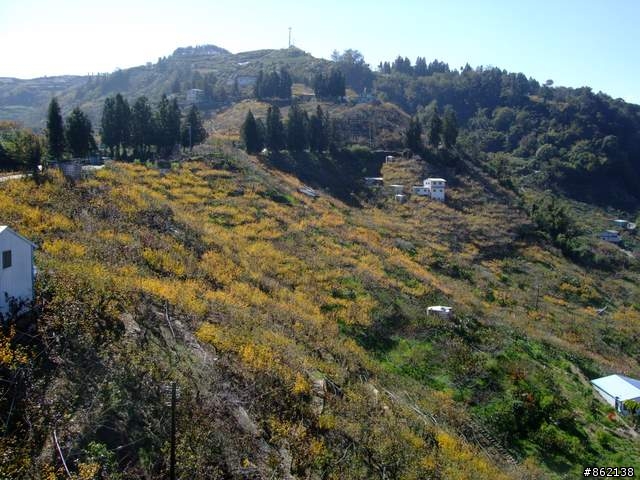 【11/19~21】一豎全制霸~從阿里山到太平山(圖爆多)