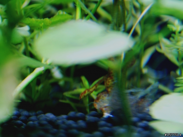 我的天然水草缸(滿一週更新)