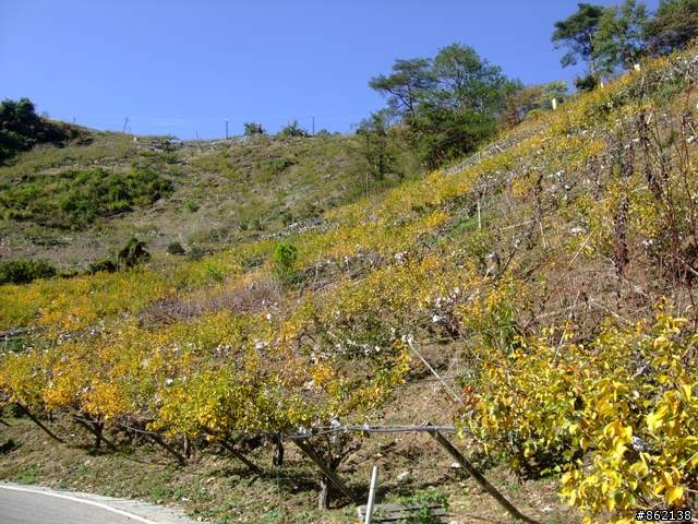 【11/19~21】一豎全制霸~從阿里山到太平山(圖爆多)
