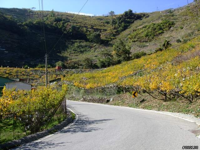 【11/19~21】一豎全制霸~從阿里山到太平山(圖爆多)