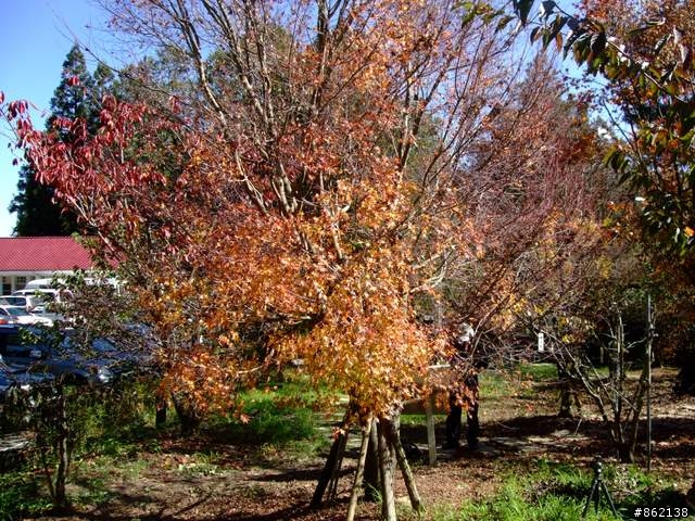 【11/19~21】一豎全制霸~從阿里山到太平山(圖爆多)