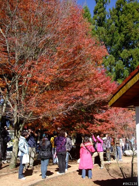 【11/19~21】一豎全制霸~從阿里山到太平山(圖爆多)