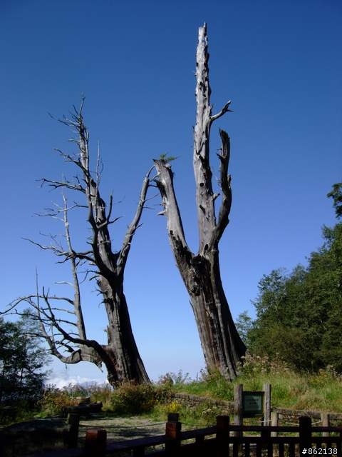 【11/19~21】一豎全制霸~從阿里山到太平山(圖爆多)