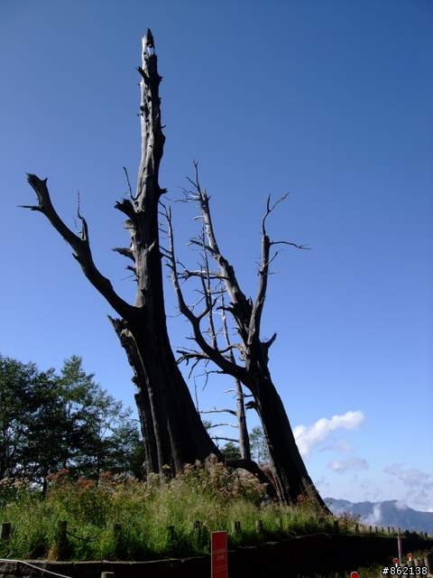 【11/19~21】一豎全制霸~從阿里山到太平山(圖爆多)