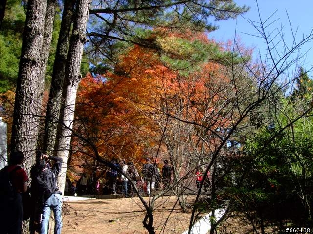 【11/19~21】一豎全制霸~從阿里山到太平山(圖爆多)