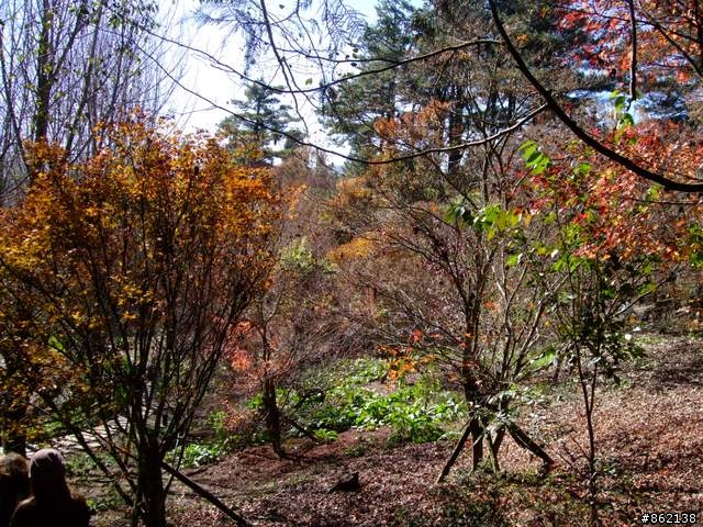 【11/19~21】一豎全制霸~從阿里山到太平山(圖爆多)