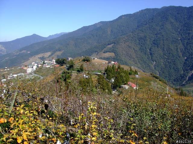 【11/19~21】一豎全制霸~從阿里山到太平山(圖爆多)