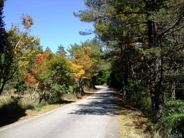 【11/19~21】一豎全制霸~從阿里山到太平山(圖爆多)