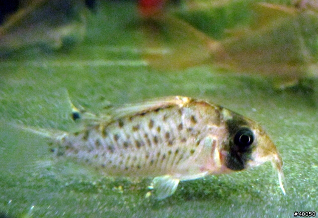 魚缸底亂竄、賊賊、賤賤的小精靈→『老鼠魚Corydoras』