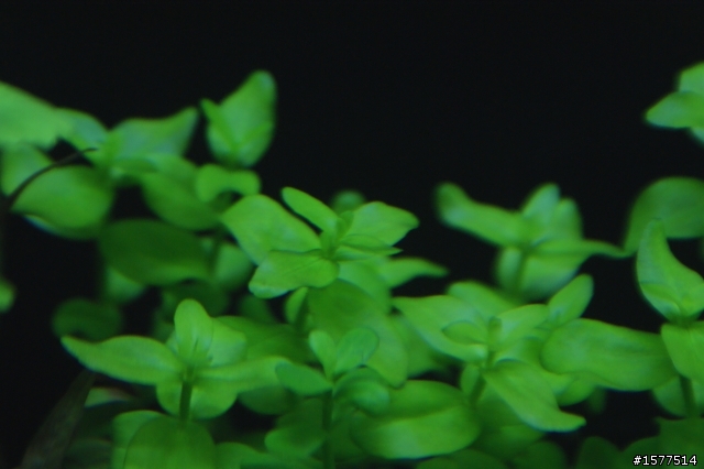 我的天然水草缸(滿一週更新)