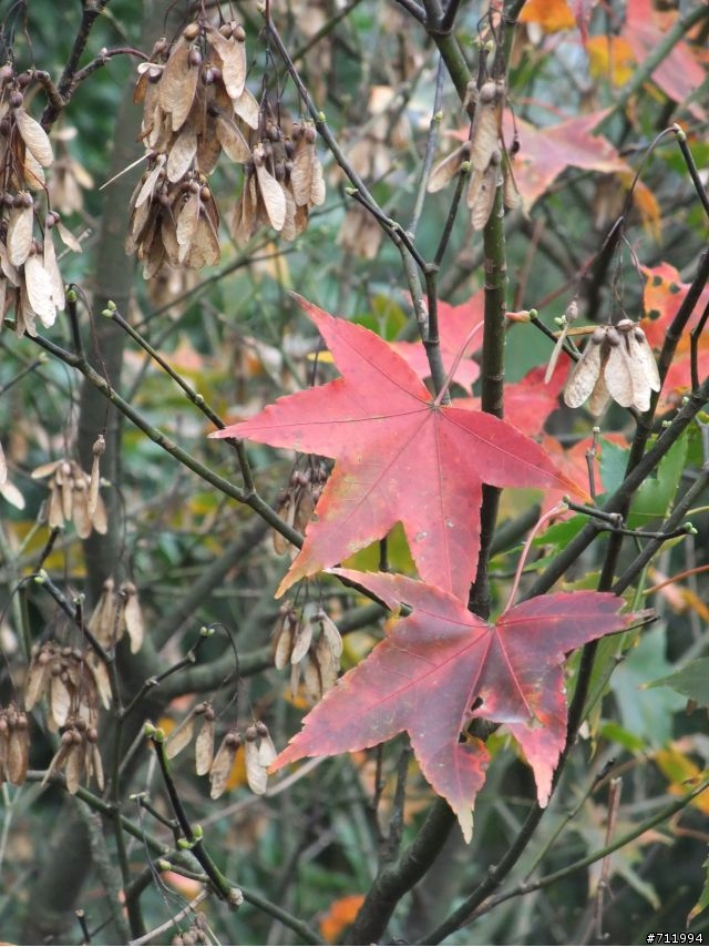 2010/11/28 休閒組-五分山賞芒