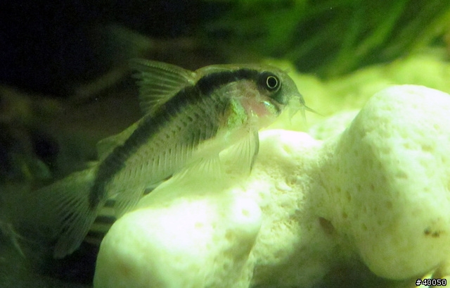 魚缸底亂竄、賊賊、賤賤的小精靈→『老鼠魚Corydoras』