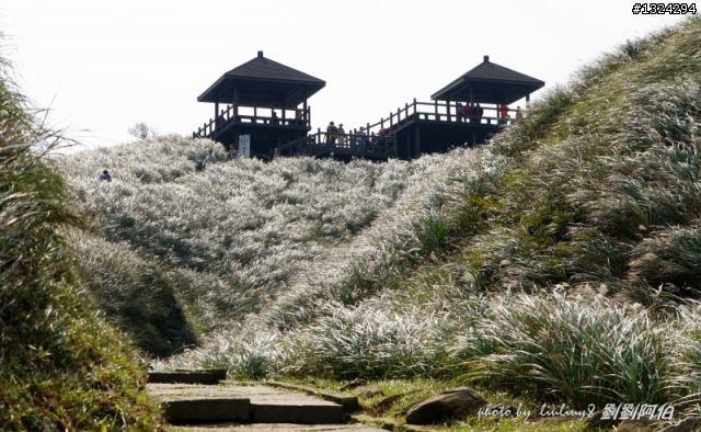古道芒花入寒意、燈塔天眼通佛門-草嶺古道芒花季、三貂角燈塔、靈鳩山