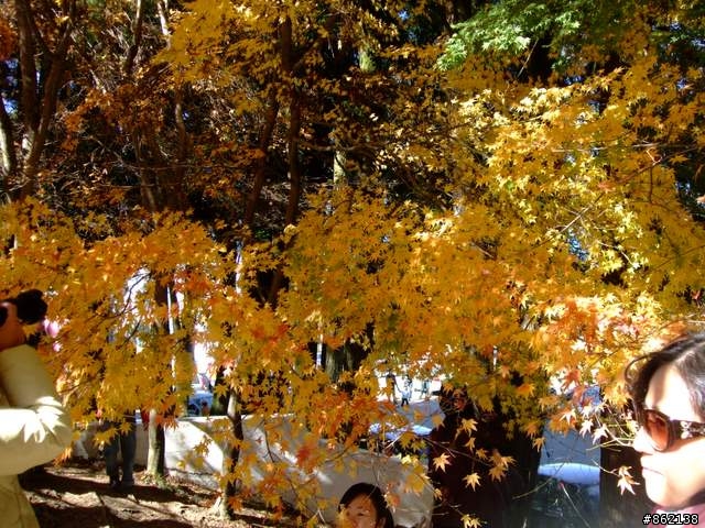 【11/19~21】一豎全制霸~從阿里山到太平山(圖爆多)