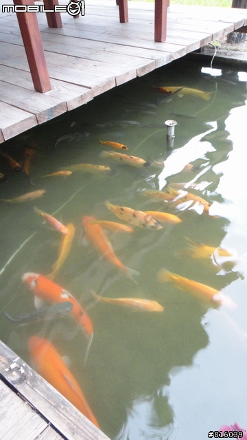 小惡魔in台東鹿鳴溫泉酒店