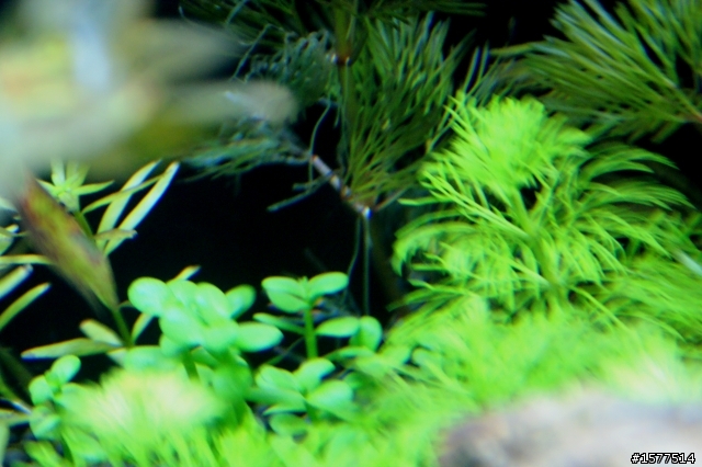 我的天然水草缸(滿一週更新)