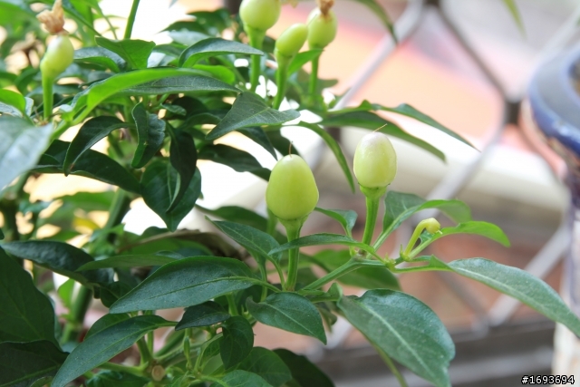 60D+騰龍17-55mm對焦準確度或畫質問題