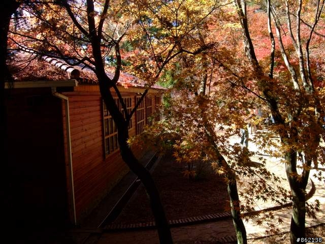【11/19~21】一豎全制霸~從阿里山到太平山(圖爆多)