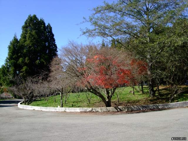 【11/19~21】一豎全制霸~從阿里山到太平山(圖爆多)