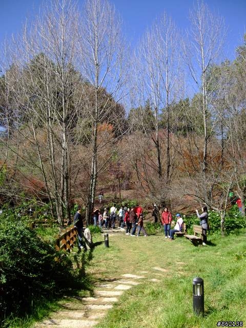 【11/19~21】一豎全制霸~從阿里山到太平山(圖爆多)