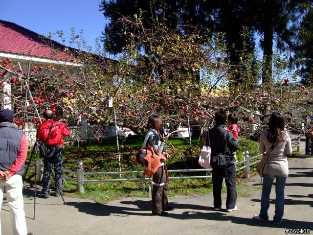 【11/19~21】一豎全制霸~從阿里山到太平山(圖爆多)