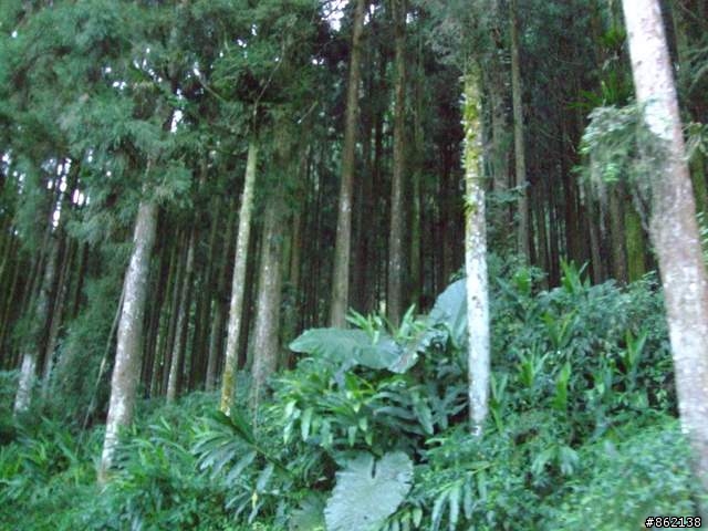 【11/19~21】一豎全制霸~從阿里山到太平山(圖爆多)