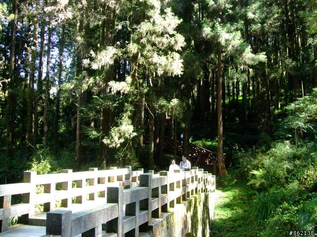 【11/19~21】一豎全制霸~從阿里山到太平山(圖爆多)