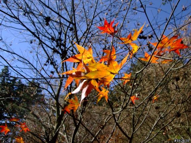 【11/19~21】一豎全制霸~從阿里山到太平山(圖爆多)