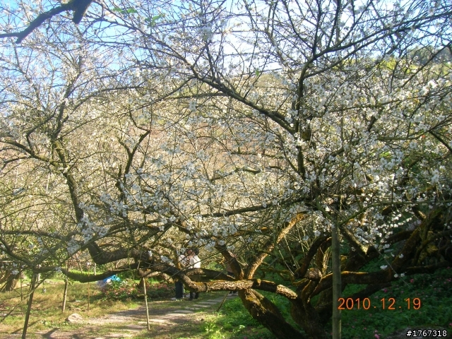 踏雪尋梅~之東埔泡湯行(12/19新增烏松崙梅景!)