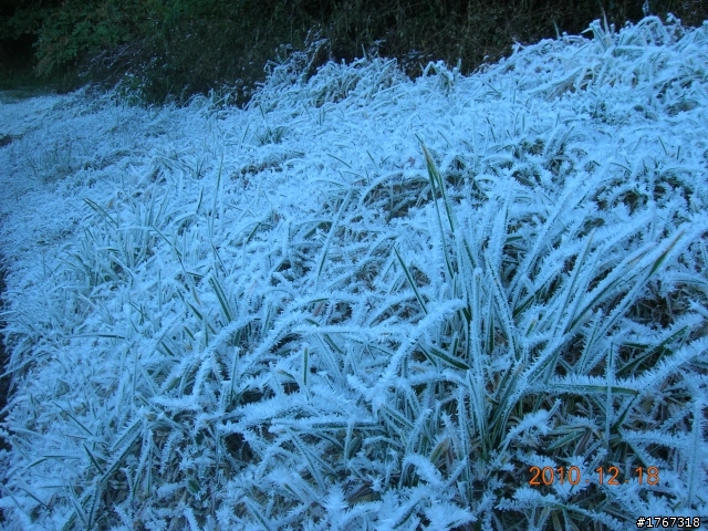 踏雪尋梅~之東埔泡湯行(12/19新增烏松崙梅景!)