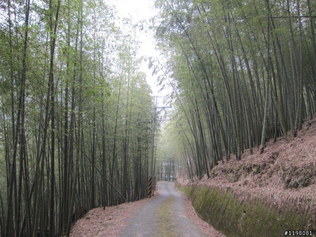 踏雪尋梅