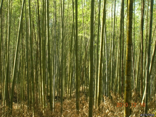 踏雪尋梅~之東埔泡湯行(12/19新增烏松崙梅景!)