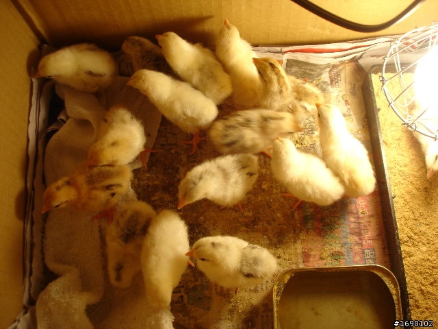 小雞入手飼養..成長 1/26 更新