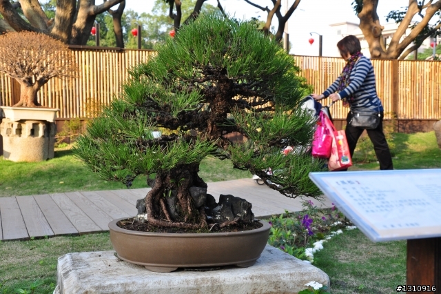2010臺北國際花卉博覽會 D90超新手..圖多請慢慢看.花博蓋樓囉