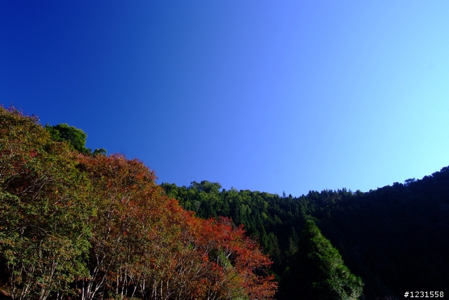 最容易親近的楓紅-惠蓀林場 (以S5 pro拍攝)-2010/12/18