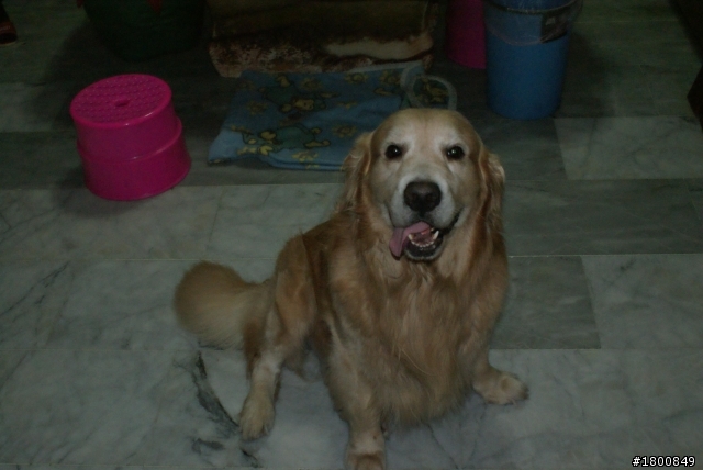 協尋:8歲大的黃金獵犬在三重走失了
