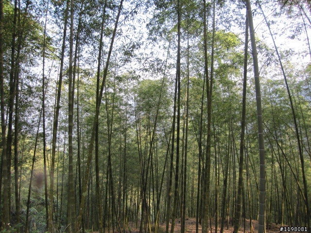 踏雪尋梅