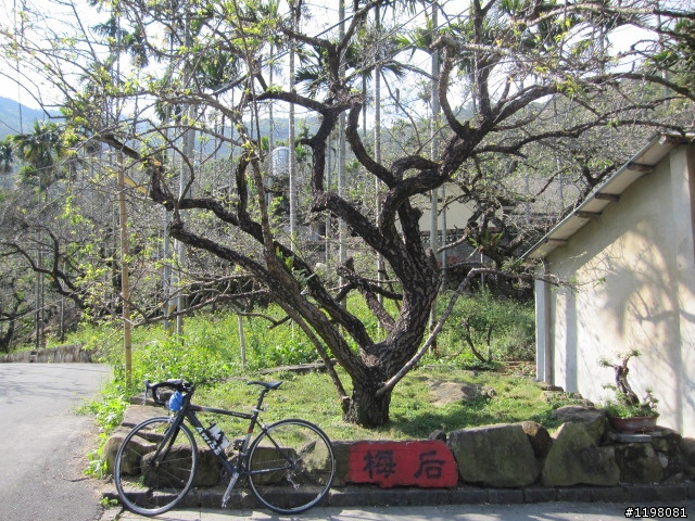 踏雪尋梅