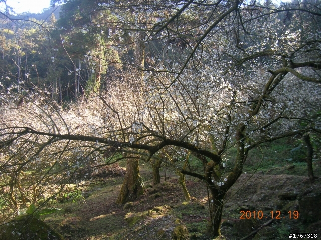 踏雪尋梅~之東埔泡湯行(12/19新增烏松崙梅景!)