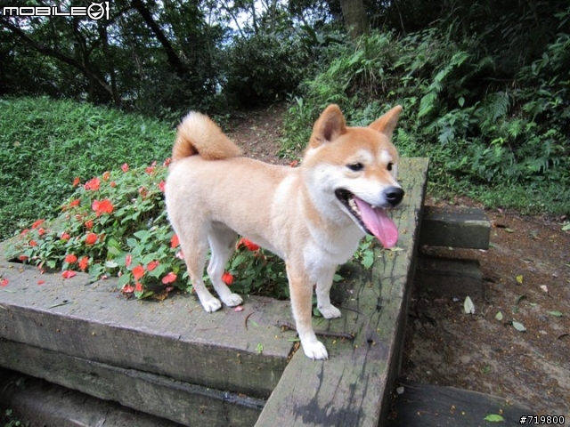 找尋愛犬...請各位朋友幫忙(新店烏來往大桶山)
