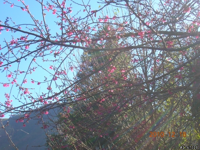 踏雪尋梅~之東埔泡湯行(12/19新增烏松崙梅景!)
