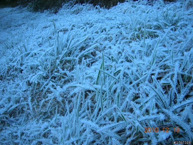踏雪尋梅~之東埔泡湯行(12/19新增烏松崙梅景!)