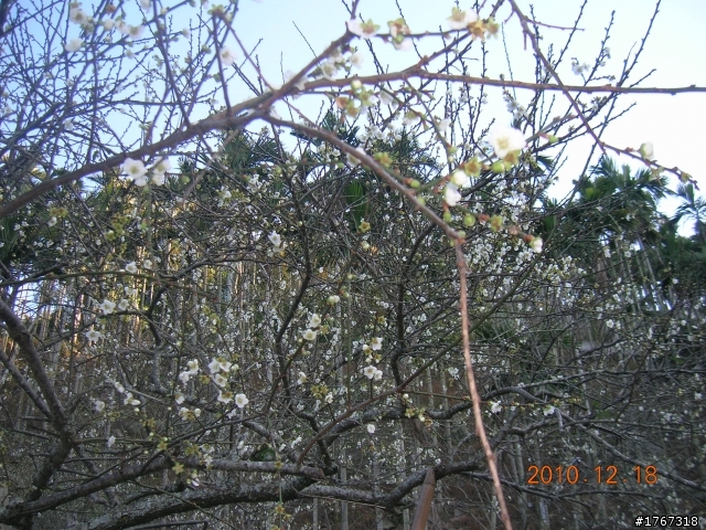 踏雪尋梅~之東埔泡湯行(12/19新增烏松崙梅景!)