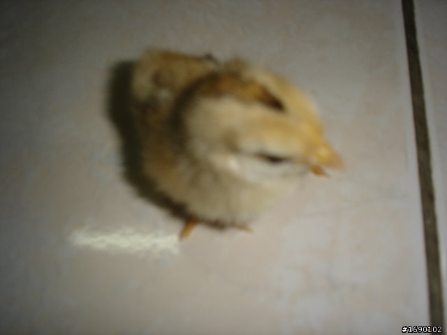 小雞入手飼養..成長 1/26 更新