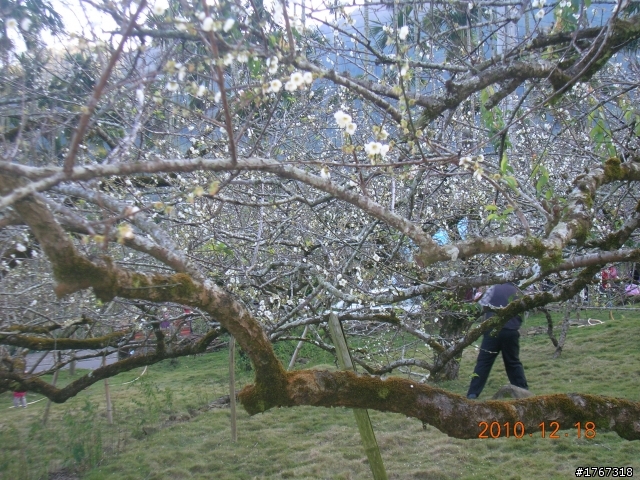 踏雪尋梅~之東埔泡湯行(12/19新增烏松崙梅景!)