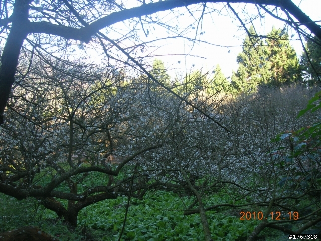 踏雪尋梅~之東埔泡湯行(12/19新增烏松崙梅景!)