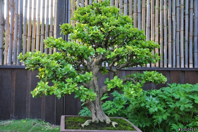 2010臺北國際花卉博覽會 D90超新手..圖多請慢慢看.花博蓋樓囉