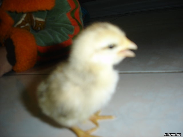 小雞入手飼養..成長 1/26 更新